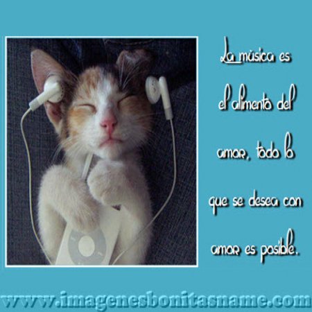  Gatito Escuchando Musica 