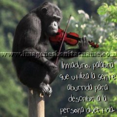  Chimpance Tocando Violin