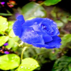  Imagen Con Hermosa Rosa Azul